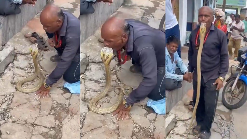 ಹಾವಿನ ಬಾಯಿಗೆ ಬಾಯಿ ಹಾಕಿದ ಭೂಪ