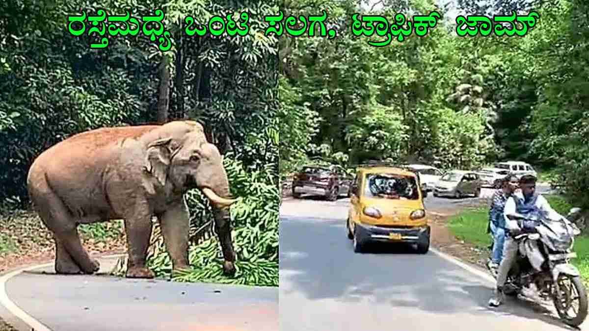ಚಾರ್ಮಾಡಿ ಘಾಟ್‌ನಲ್ಲಿ ರಸ್ತೆಗೆ ಬಂದ ಒಂಟಿ ಸಲಗ