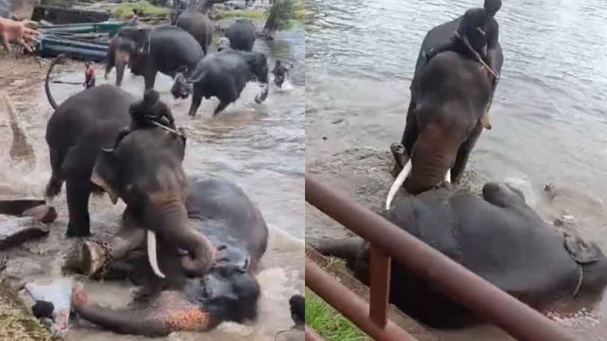 ಕೊಡಗು ದುಬಾರೆಯಲ್ಲಿ ಆನೆಗಳ ಕಾದಾಟ ದುರಂತ.