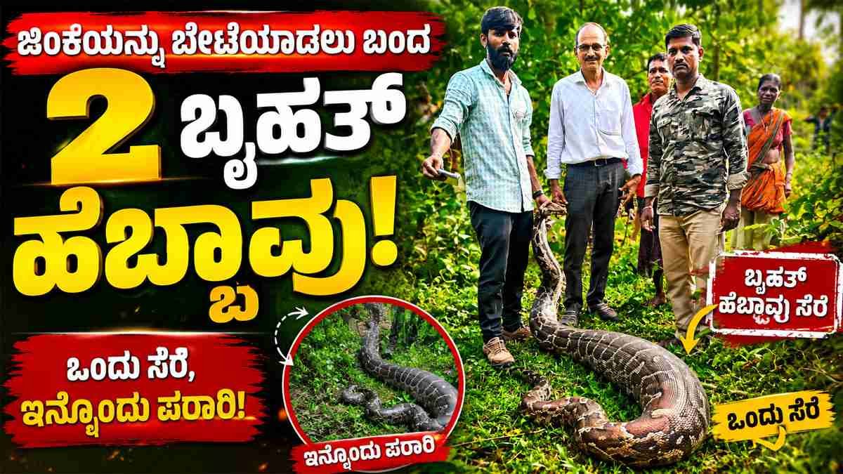 ಜಿಂಕೆಯನ್ನು ಬೇಟೆಯಾಡಲು ಬಂದ 2 ಬೃಹತ್ ಹೆಬ್ಬಾವು