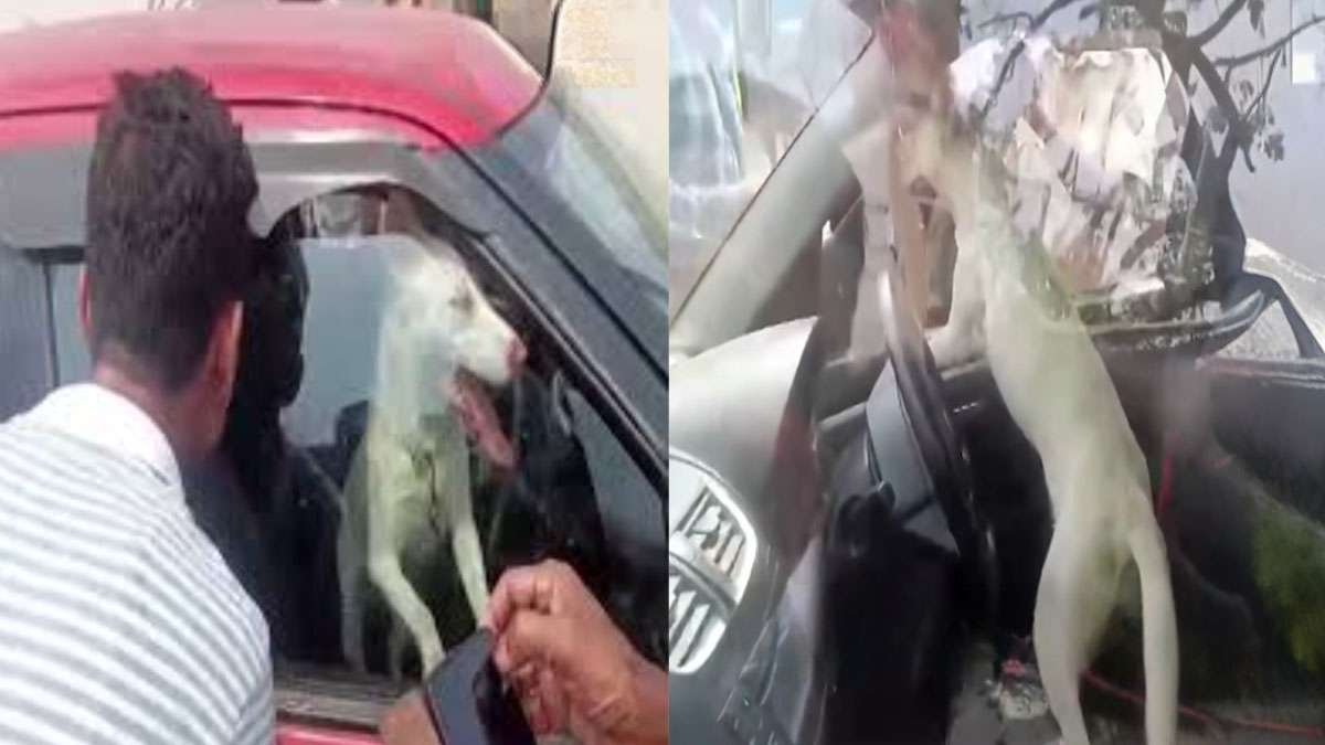 ಬಿರು ಬಿಸಿಲಲ್ಲಿ ಕಾರಿನೊಳಗೆ ಸಿಲುಕಿ ನರಳುತ್ತಿದ್ದ ನಾಯಿ