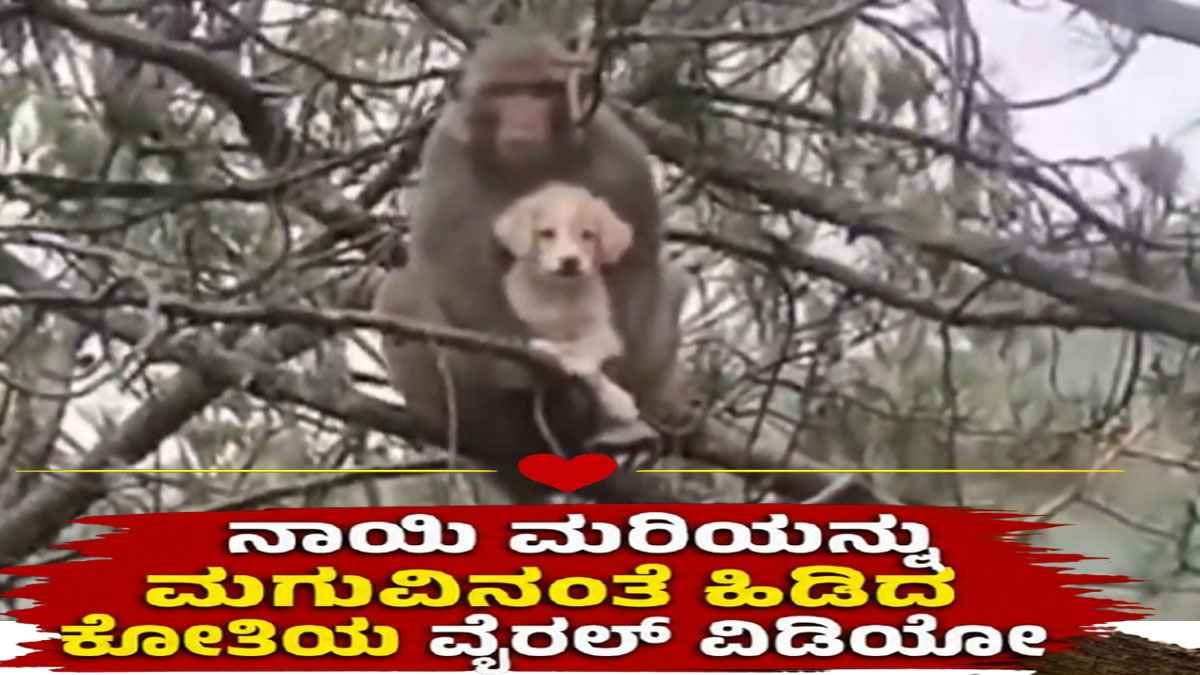 ನಾಯಿ ಮರಿಯನ್ನು ಮಗುವಿನಂತೆ ಹಿಡಿದಿಟ್ಟುಕೊಂಡ ಕೋತಿ