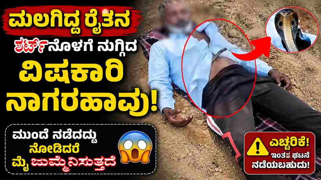 ಮಲಗಿದ್ದ ರೈತನ ಶರ್ಟ್‌ನೊಳಗೆ ನುಗ್ಗಿದ ವಿಷಕಾರಿ ನಾಗರಹಾವು