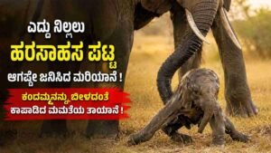 ಆಗಷ್ಟೇ ಜನಿಸಿದ ಮರಿಯಾನೆಗೆ ಸೊಂಡಿಲಿನಿಂದ ಆಸರೆಯಾದ ತಾಯಾನೆ