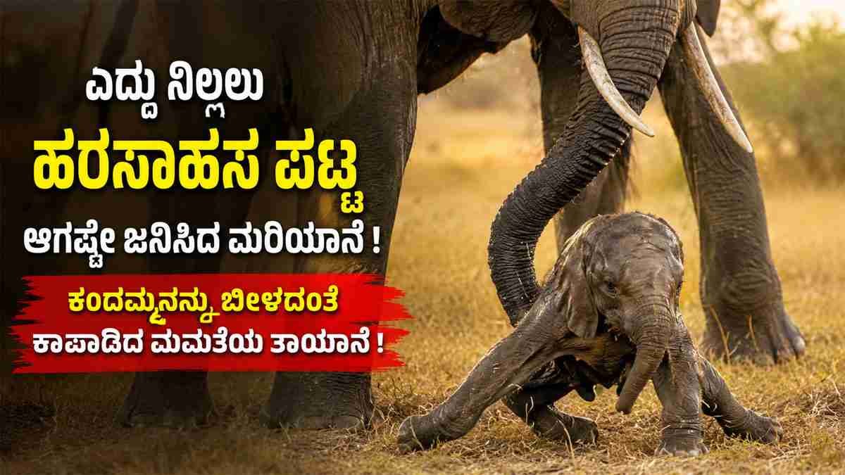 ಆಗಷ್ಟೇ ಜನಿಸಿದ ಮರಿಯಾನೆಗೆ ಸೊಂಡಿಲಿನಿಂದ ಆಸರೆಯಾದ ತಾಯಾನೆ