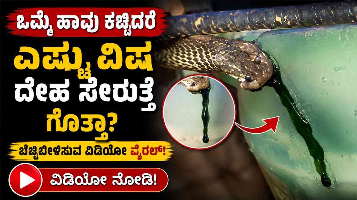 ಒಮ್ಮೆ ಹಾವು ಕಚ್ಚಿದರೇ ಎಷ್ಟು ವಿಷ ದೇಹ ಸೇರುತ್ತೆ ಗೊತ್ತಾ?