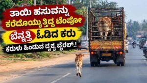 ತಾಯಿ ಹಸುವನ್ನು ಕರೆದೊಯ್ಯುತ್ತಿದ್ದ ಟೆಂಪೋ ಬೆನ್ನತ್ತಿ ಓಡಿದ ಕರು