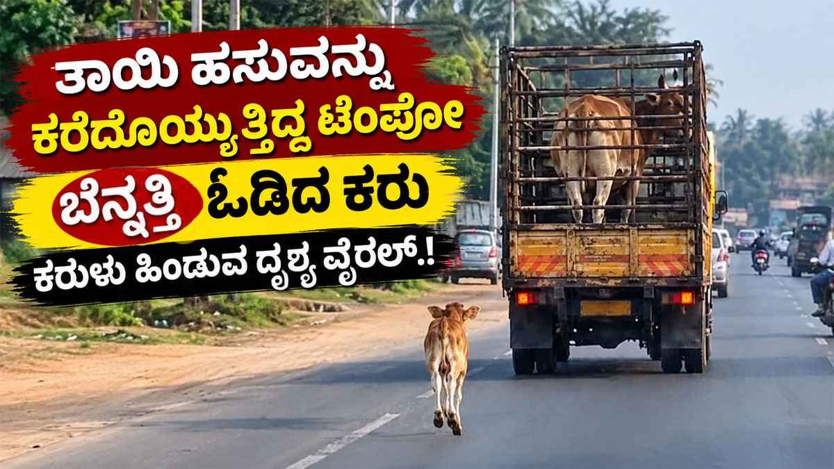 ತಾಯಿ ಹಸುವನ್ನು ಕರೆದೊಯ್ಯುತ್ತಿದ್ದ ಟೆಂಪೋ ಬೆನ್ನತ್ತಿ ಓಡಿದ ಕರು