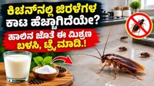ಕಿಚನ್‌ನಲ್ಲಿ ಜಿರಳೆಗಳ ಕಾಟ ಹೆಚ್ಚಾಗಿದೆಯೇ?