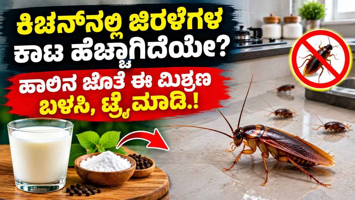 ಕಿಚನ್‌ನಲ್ಲಿ ಜಿರಳೆಗಳ ಕಾಟ ಹೆಚ್ಚಾಗಿದೆಯೇ?